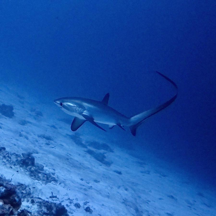 Tiger Shark Residence & Dive Fuvahmulah Exterior foto