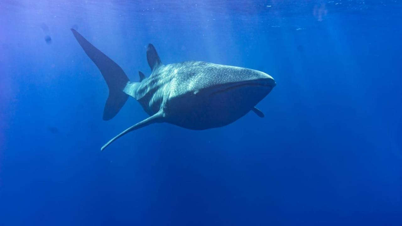 Tiger Shark Residence & Dive Fuvahmulah Exterior foto
