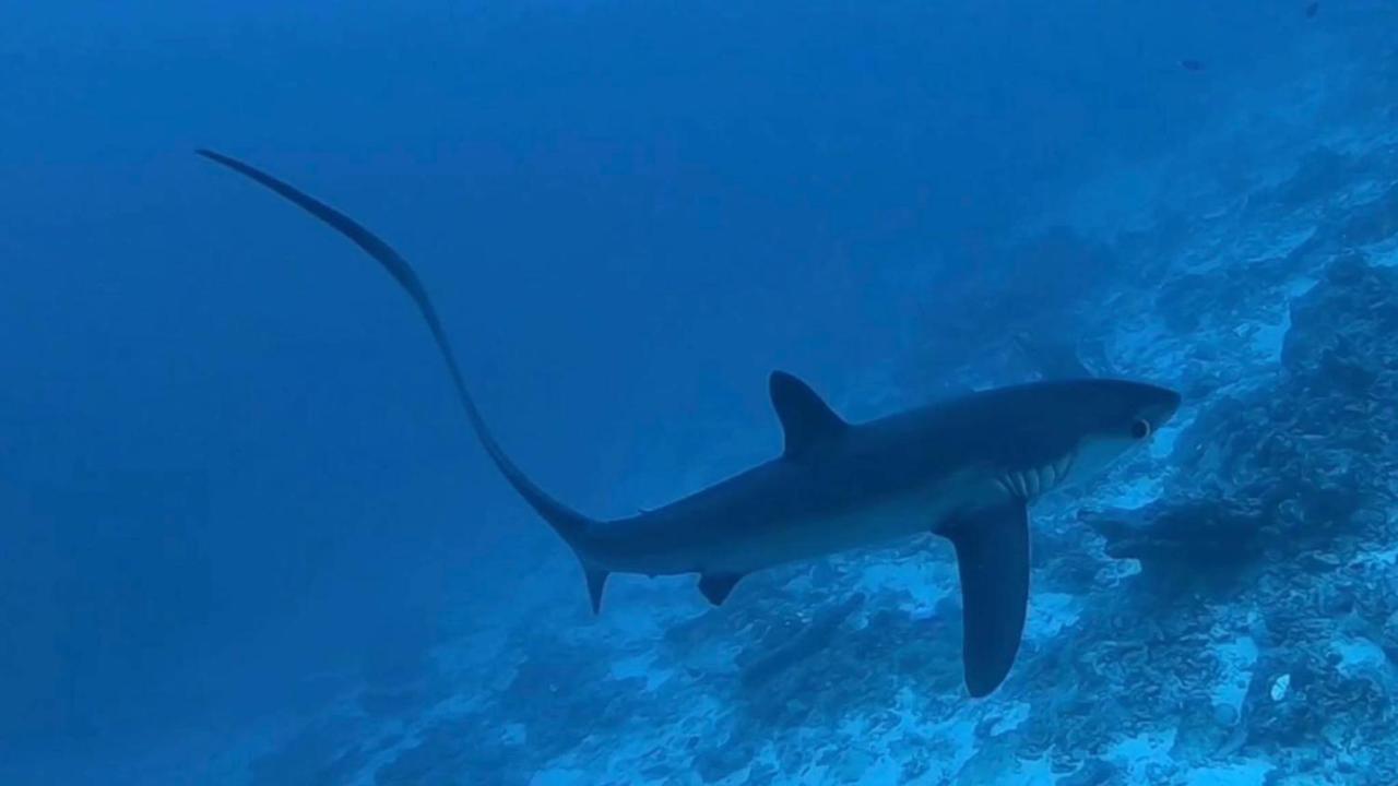 Tiger Shark Residence & Dive Fuvahmulah Exterior foto